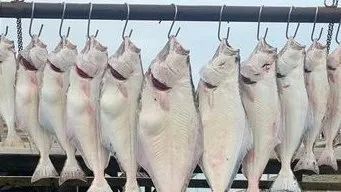 Pacific halibut hanging in a row from a dockside rack