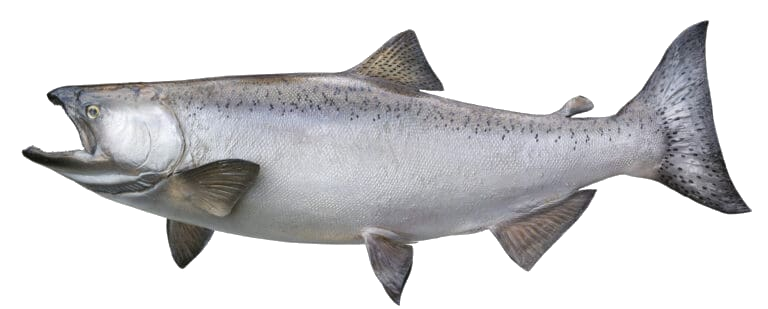 Illustration of a king (chinook) salmon, side view