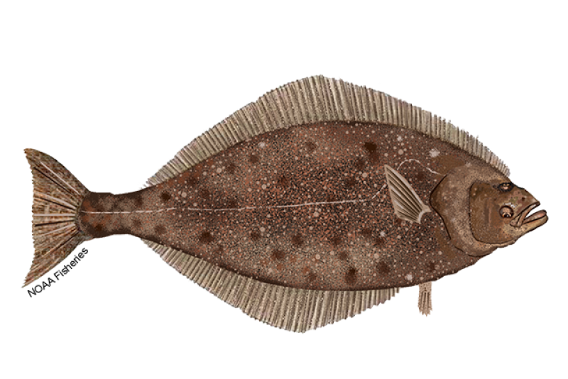 Illustration of a pacific halibut, side view